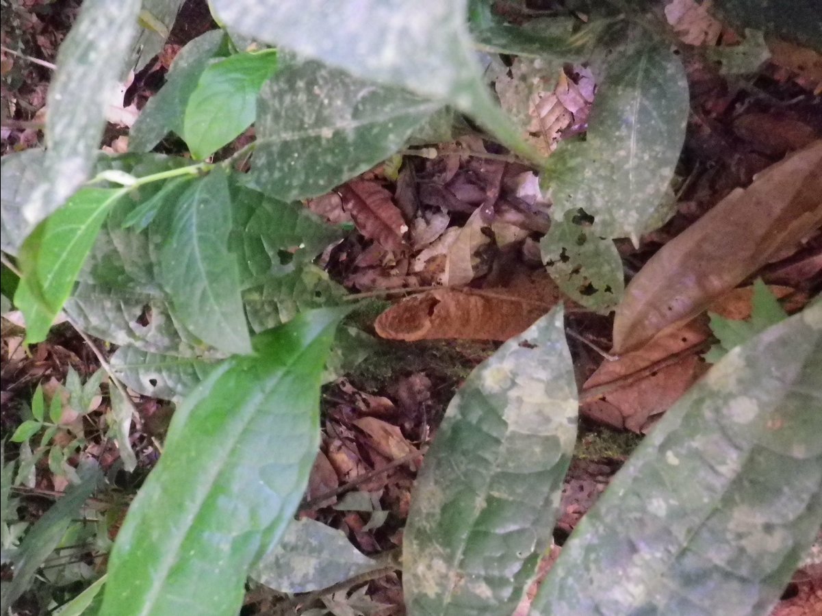 Amazon - Peru16
